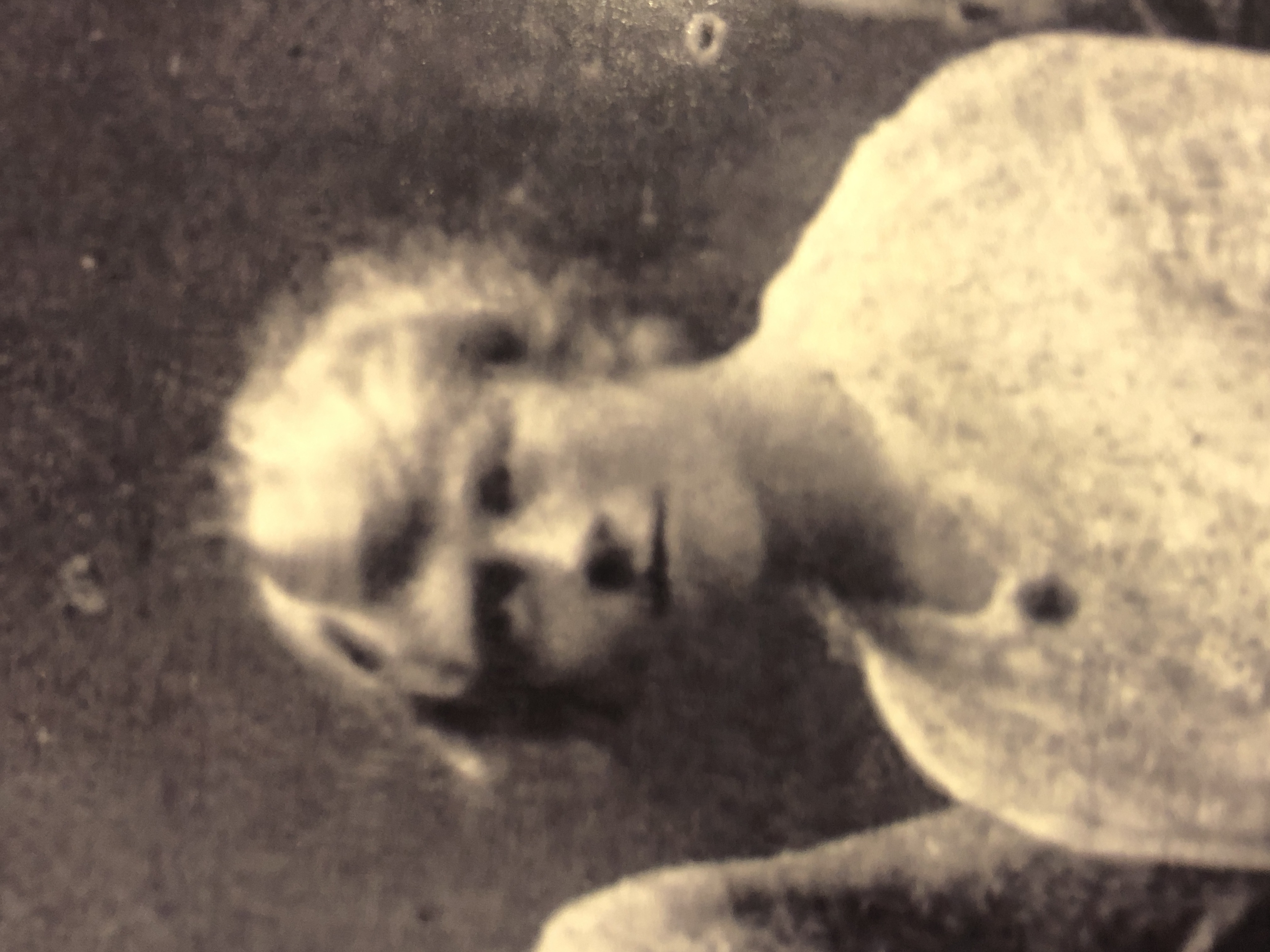 image of Mary Munro
