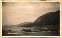 Highland cattle walking on a beach on the banks of Loch Broom (Ross and Cromarty, Scotland), circa 1930-1945 