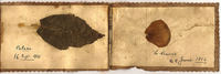 WW1 Scrapbook with dried pressed leaf and flower petal (Calais 16 Sept. 1915 and Le Havre 29 June 1916)
