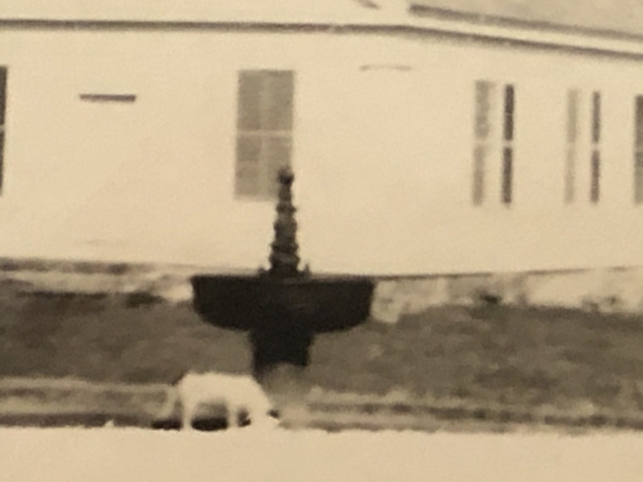 Image of dog drinking from Captain Ball's Fountain, detail view taken from larger image.